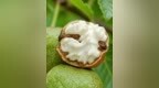 一年只吃一季！四川攀枝花老树鲜核桃，壳薄、汁多、香掉牙