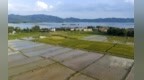 新余分宜：夏日农忙（图）