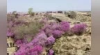 这些沙山上的花儿　替汉代守着古凉州