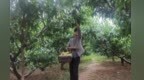桃园依山梯次成熟　甘肃崆峒甜蜜经济富山乡