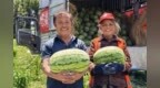 一周售出16万余斤西瓜！爱心接力扭转横山瓜农滞销困境
