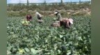 轮作复种巧施策　兰州新区农户打开致富“菜”路