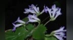 江西发现植物新物种——会昌报春苣苔