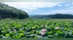 黎川县：荷美乡村（图）