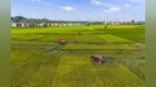破解水稻“虫害”难题，新余绿色防控示范片亩产1200斤