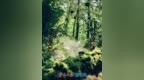 一池荷风送清凉 济南灵岩寺推出夏日惠民福利