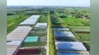 稳农业强产业　甘肃金塔交出年中亮眼答卷