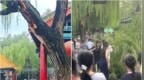 济南趵突泉公园一棵老柳树树枝折断刮倒16名游客：8人轻伤，景区致歉