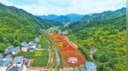 栾川县三川镇大红村百日草花海吸引游客前来参观游览