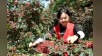 夏日摘椒忙　甘肃康县志愿红解农忧