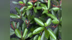 井冈山保护区发现植物新记录种木姜润楠