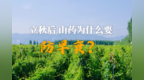 立秋后，山药为什么要防早衰？