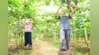 袁州区：“小葡萄”变身“致富果”（图）