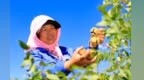 甘肃嘉峪关文冠果喜获丰收