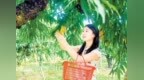 定南县：鹰嘴桃挂满枝 “甜蜜经济”正当时（图）