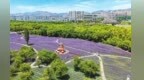甘肃永靖这处宝藏打卡地　刷爆朋友圈