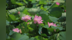 “荷”以解忧，来龙江好运“莲莲”！