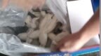 福建漳州通报牛蛙抗生素超标：组成调查组全面核查