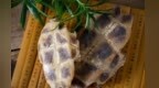 抗肝癌的10种中药　建议收藏