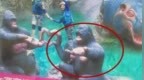 广告牌猩猩画面被指过度拟人存不良隐喻，广州地铁站回应