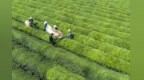 夏日茶园机械采收忙，新余为乡村振兴添动能