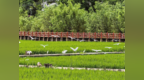 山阳：鹭栖稻田间 业兴山水畔
