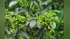 “椒”香四溢：甘肃临夏打造西北花椒集散中心