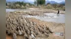 破解“外源供蛋”困局，新余首个智能笼养蛋鸭基地投产