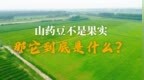 山药豆不是果实，那它到底是什么？