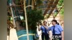 检察官出手，800年濒危罗汉松抽新芽