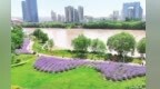 兰州的“紫色夏天”来了　马拉松公园马鞭草盛放