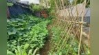 伏天的菜园