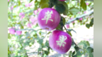 “青宝宝”孕育“金蛋蛋”　甘肃平川这样做好果园管理