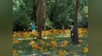 从山野金灯到科研瑰宝：南京中山植物园石蒜科普花展启幕