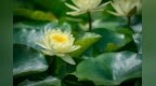 临沂：雨后睡莲盛开