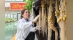 明朝安家“梯田王国”　金豆豆七十二变“薯”实厉害