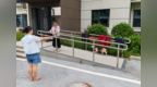 “自家狗养在楼道口不会出事”余江一男子因散养烈犬伤人被查处