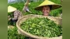 何须下江南！莱芜莲花山藏着四百年老干烘茶香
