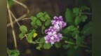 花儿唱响松鸣岩