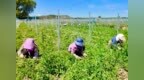 【甘快看】甘肃渭源：高质量打造道地中药材产业新高地