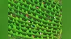 泰和县：药材管护（图）