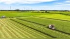 江西南昌：鹭伴夏收 “丰”景如画（图）