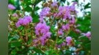 永新县：紫薇花开映初秋（图）