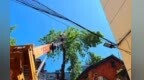 民有所呼我有所应！信州区迅速处置剪除蛀空危树，守护居民“头顶安全”