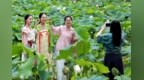 宜丰县：荷香醉游人（图）