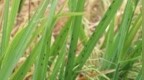 虫口夺粮：多地发出紧急通知，警惕稻飞虱暴发成灾