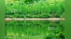 出门见绿、移步入园！南昌园林绿化品质提升各项工程成效显著