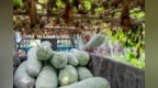 金溪“冬瓜专业村”迎来丰收季，8000吨优质冬瓜销往全国各地