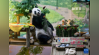 大熊猫“星美”迎来15岁生日