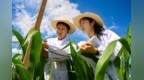盐碱地上的“科技范儿”